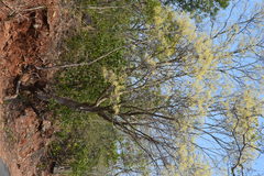 Chloroxylon swietenia